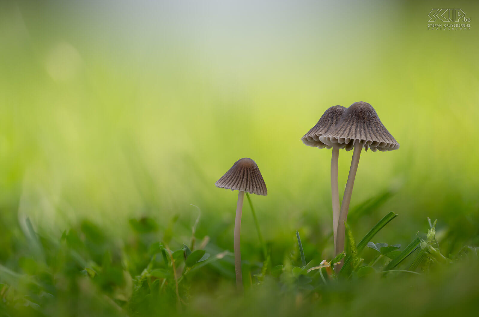 Mushrooms - Nitrous bonnet The beautiful Nitrous bonnet (Mycena leptocephala) mushrooms in our lawn Stefan Cruysberghs